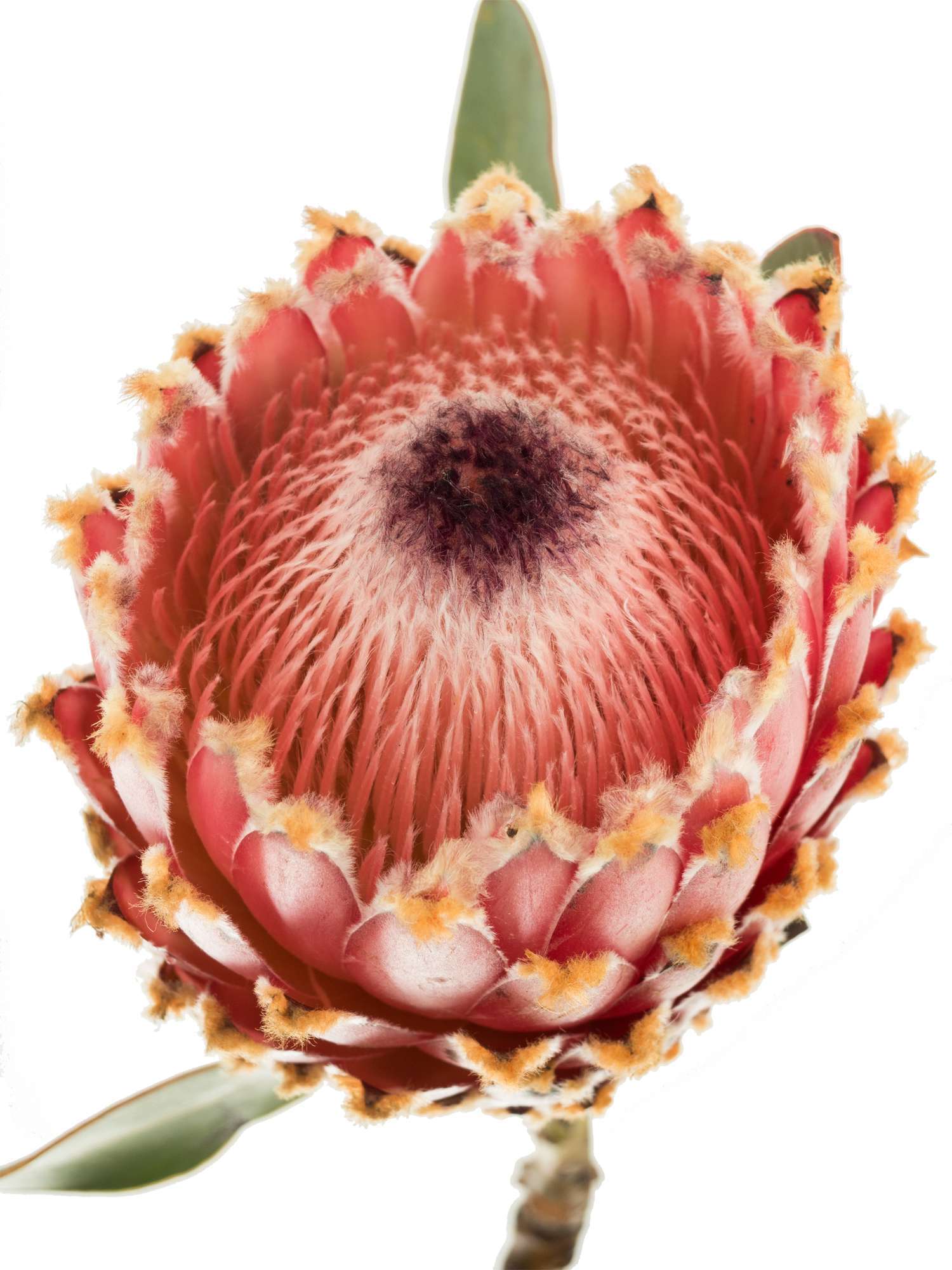 blumigo-proteen-protea-magnifica-schnittblume-exotisch-stiel image 2