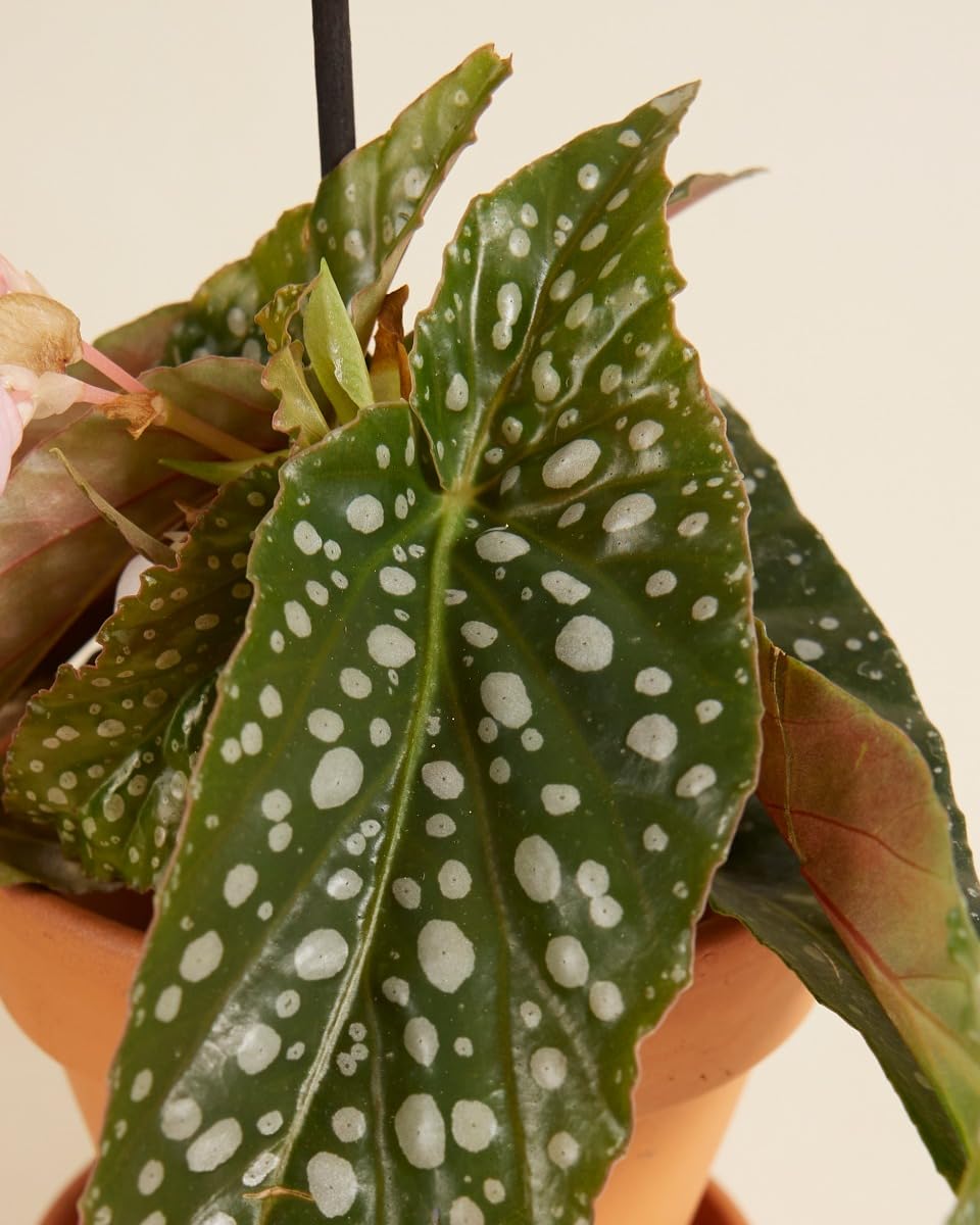 plnts-baby-begonia-maculata-zimmerpflanze-15-cm image 5