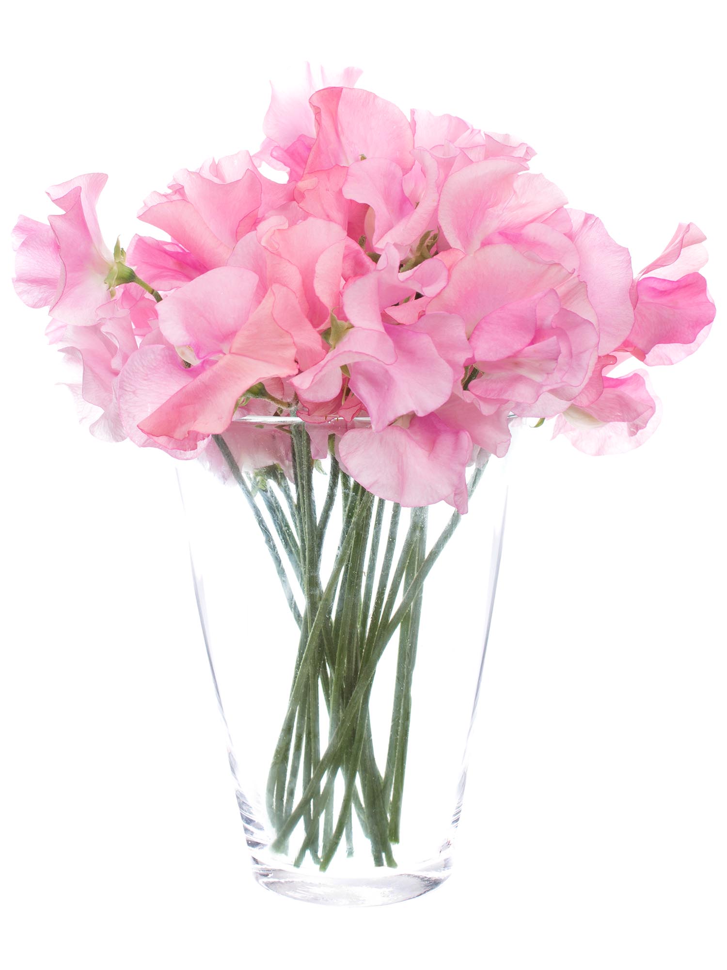 blumigo-wicken-sunshine-pink-rosa-schnittblumen image 2