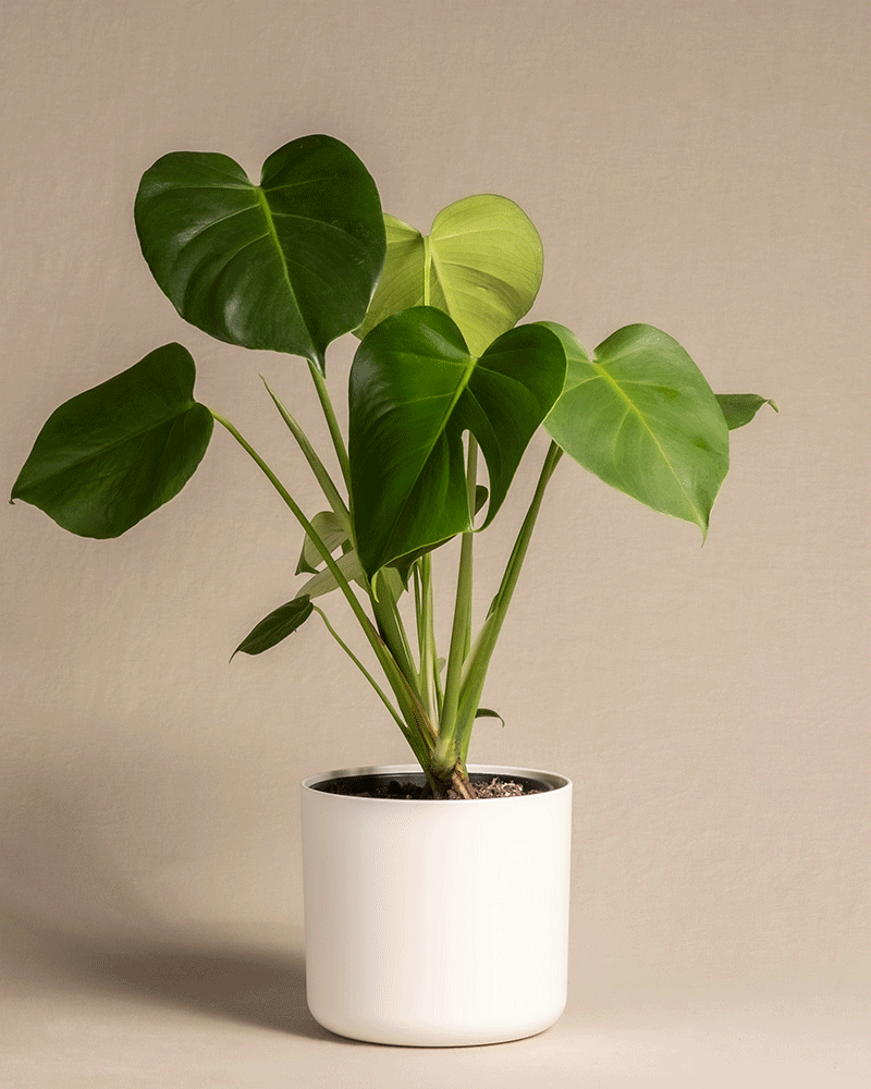 feey-variado-monstera-deliciosa-fensterblatt-ohne-bertopf image 8