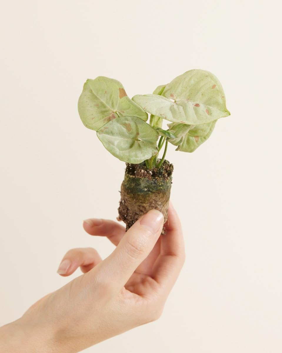 plnts-babyplnts-syngonium-confetti-zimmerpflanze-6cm-topf-rosa image 2