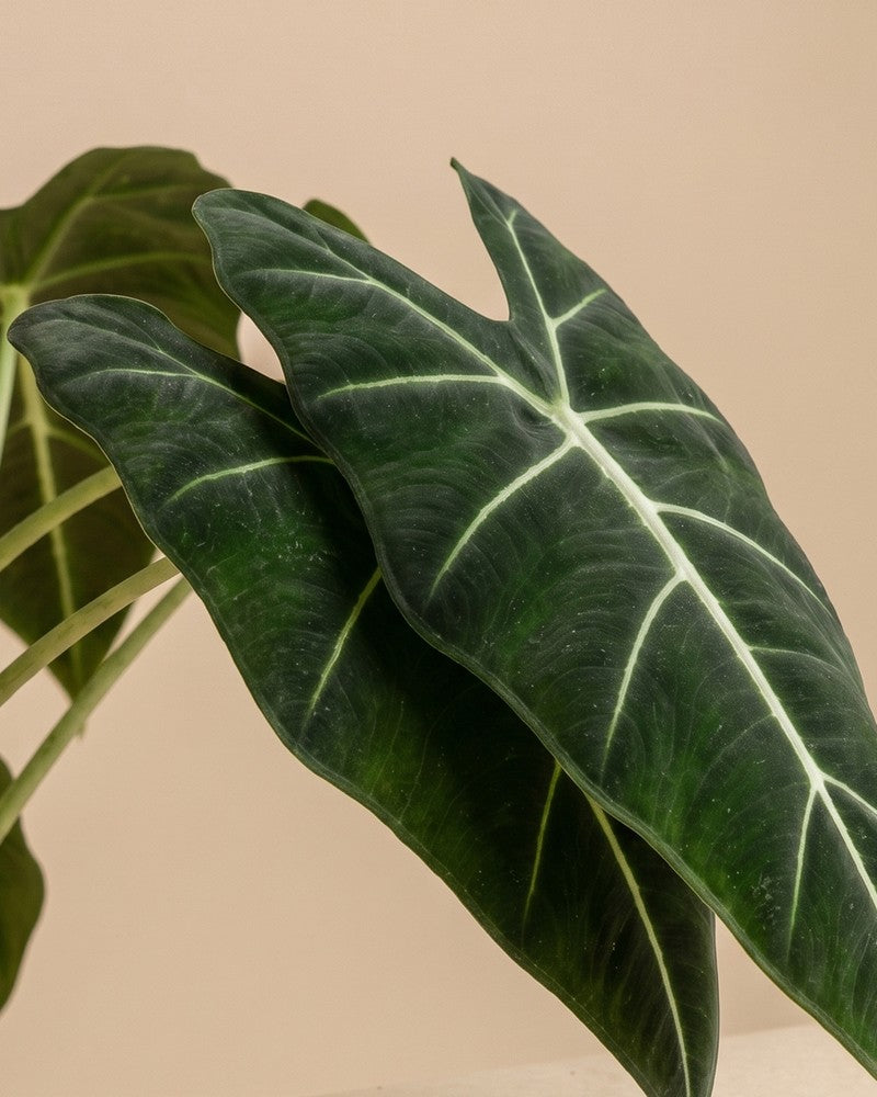 feey-variado-alocasia-frydek-zimmerpflanze-ohne-bertopf-samtig image 4