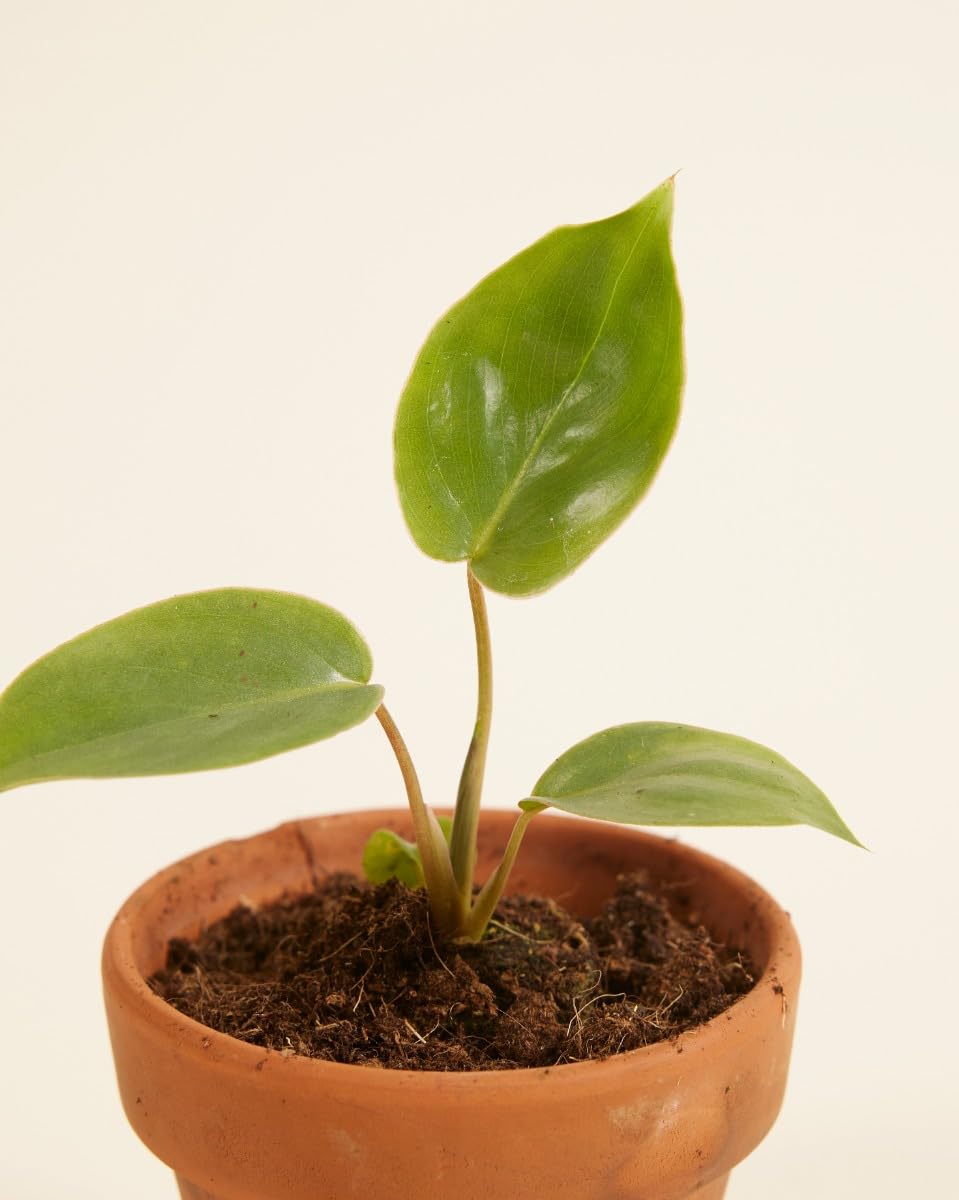 plnts-baby-philodendron-burle-marx-zimmerpflanze-10-cm-pflegeleicht image 3