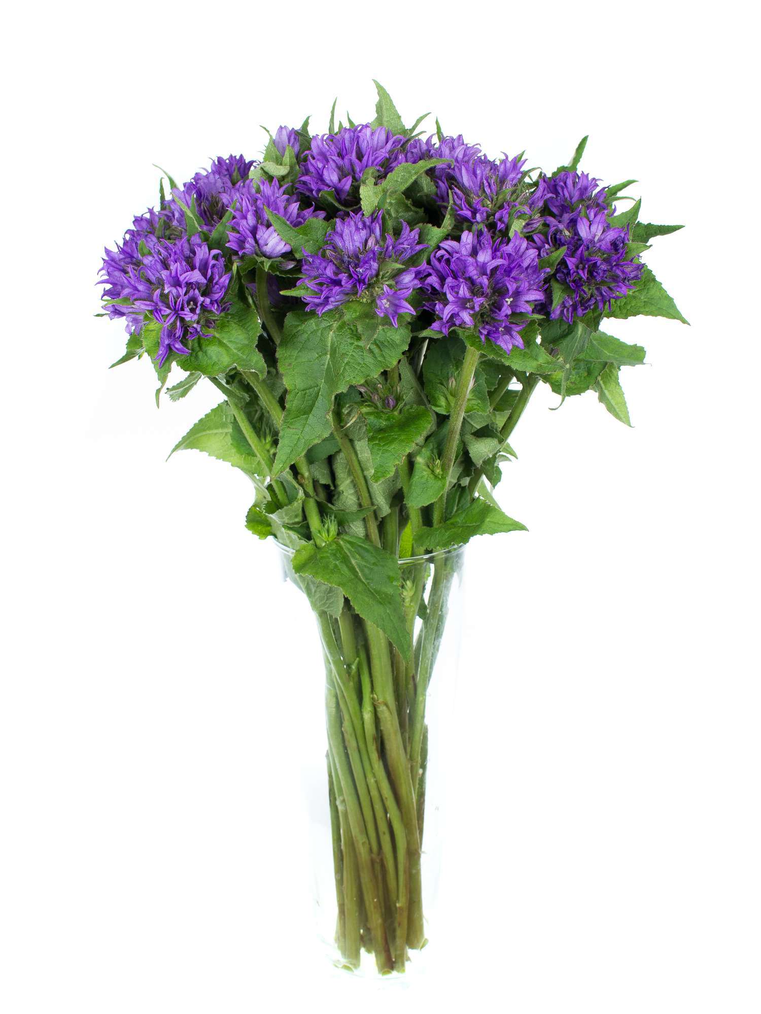 blumigo-glockenblumen-campanula-schnittblume-lila-frisch image 2