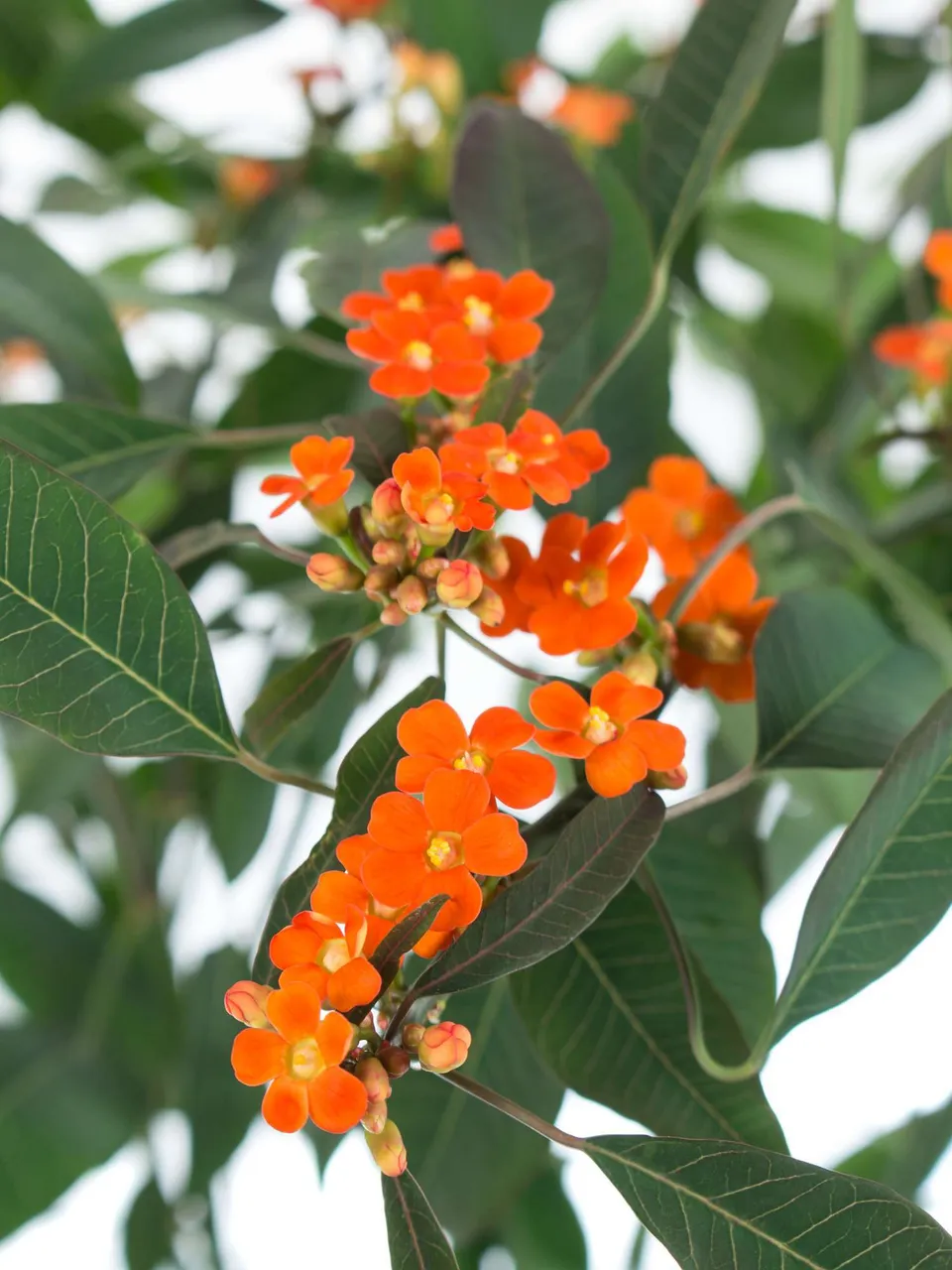 blumigo-euphorbia-fulgens-queen-orange-schnittblume-orange image 1