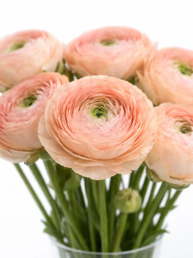 blumigo-ranunkeln-xl-cloni-tuareg-schnittblumen-apricot image 1