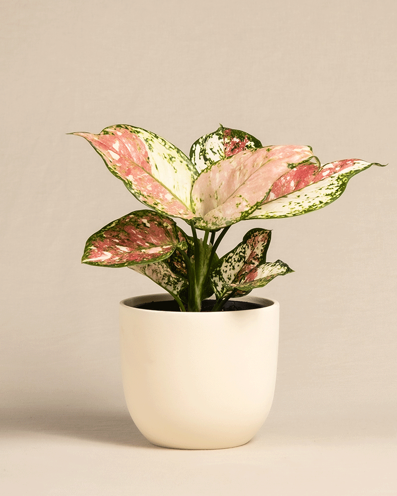 feey-aglaonema-jazzy-red-zimmerpflanze-ohne-bertopf-klein image 6