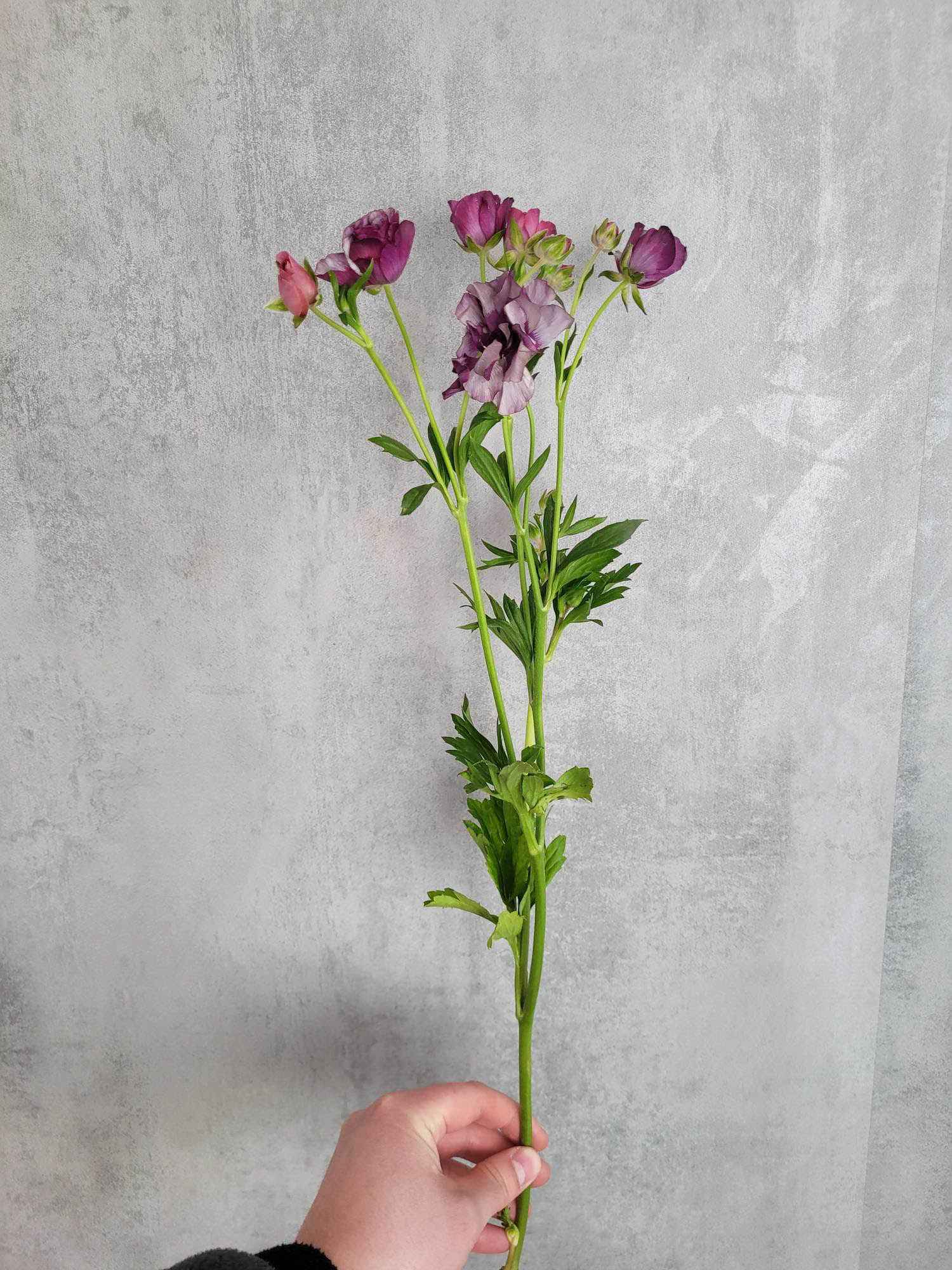 blumigo-ranunkeln-magic-al-raspberry-schnittblume-burgund image 4