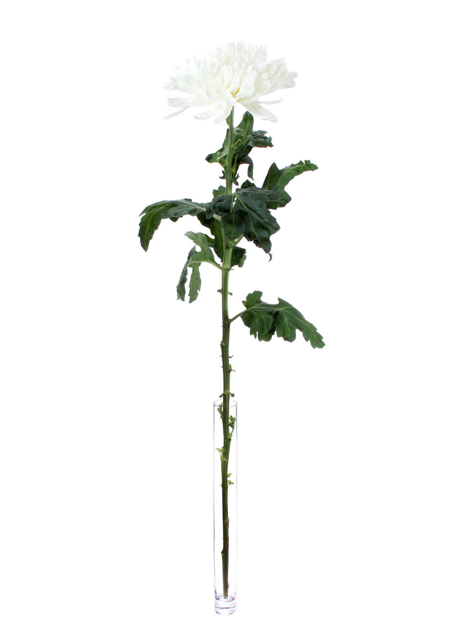blumigo-antonov-chrysantheme-wei-frische-schnittblume image 4