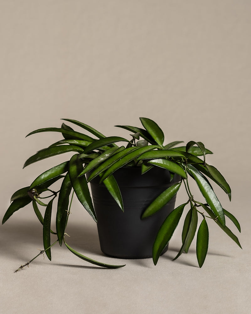 feey-variado-hoya-wayetii-porzellanblume-ohne-bertopf-20cm image 3
