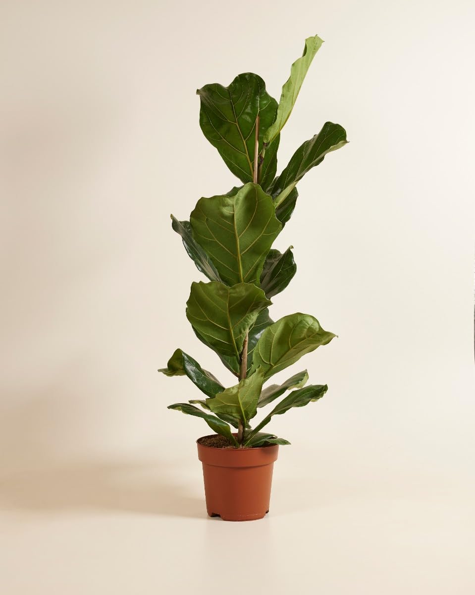 plnts-rareplnts-ficus-lyrata-geigenfeige-110-cm-21-cm-topf image 2