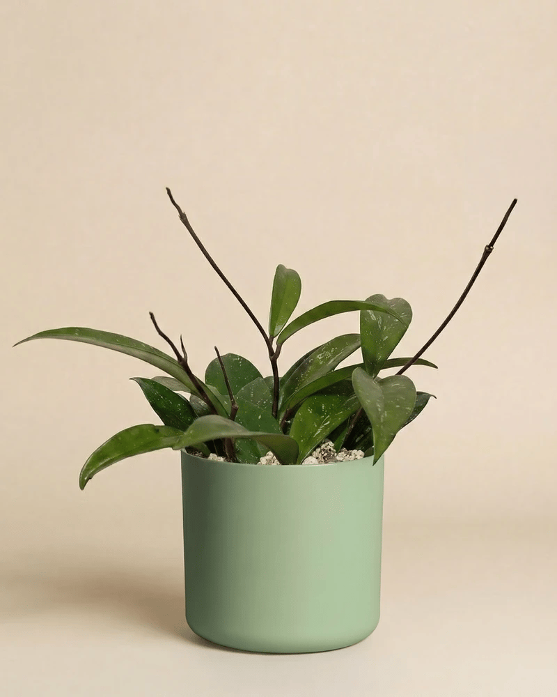 feey-variado-hoya-pubicalyx-wachsblume-ohne-bertopf-klein image 8