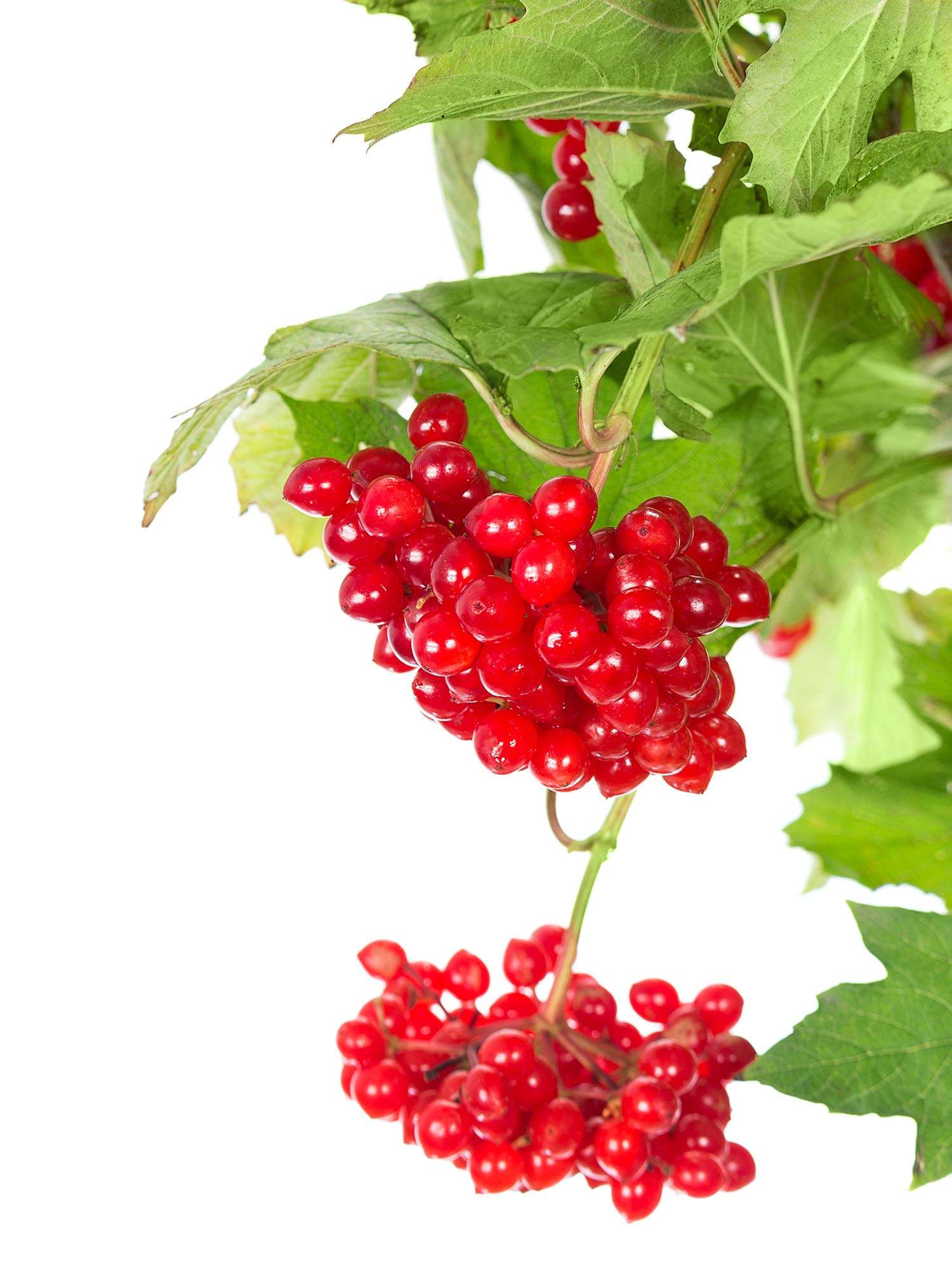 blumigo-zwergschneeball-compactum-zweig-rot image 1