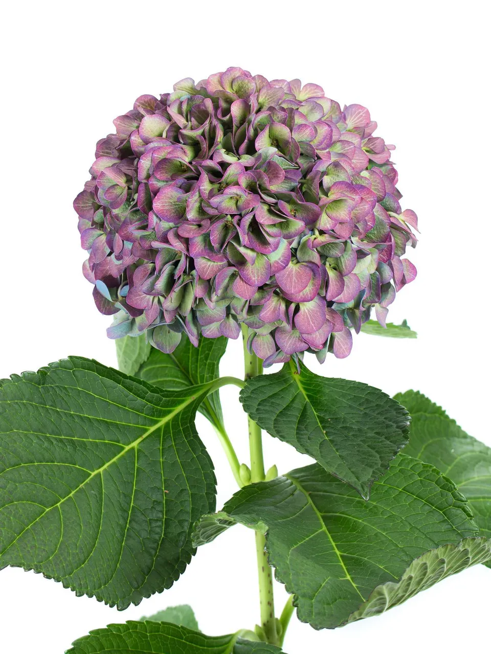 blumigo-hortensien-magical-elbtal-classic-schnittblume-aubergin image 1