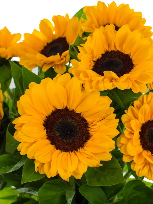blumigo-sonnenblumen-vincents-choice-schnittblume-gelb image 1