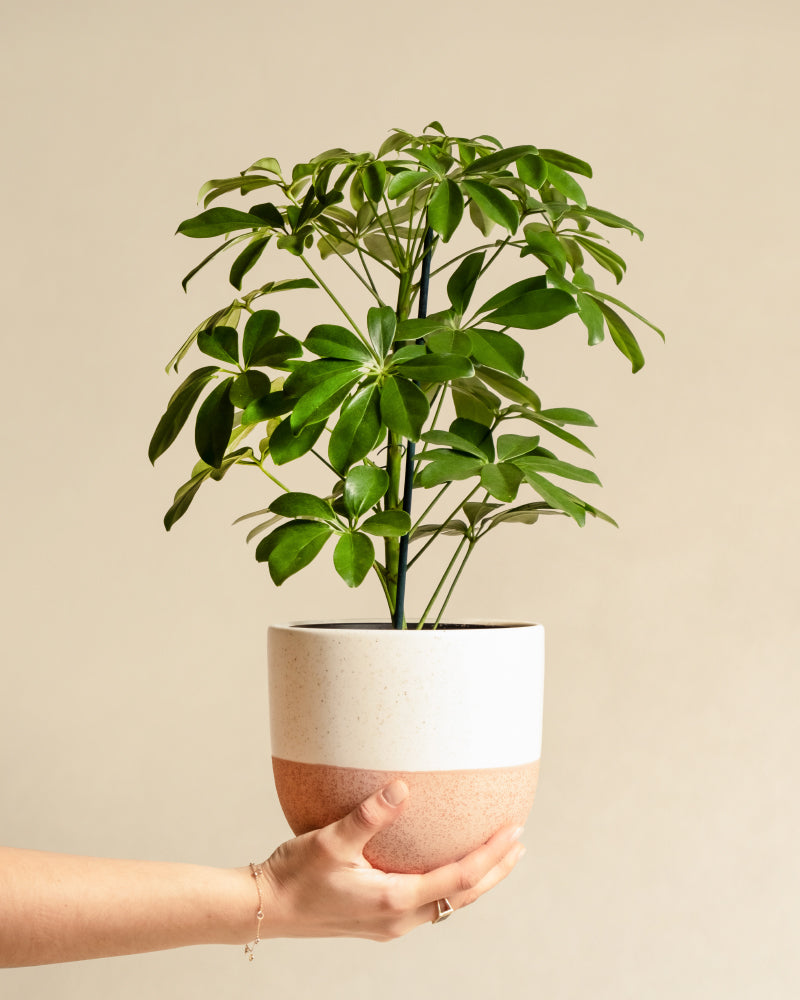 feey-variado-schefflera-zimmerpflanze-ohne-bertopf-pflegeleicht image 1