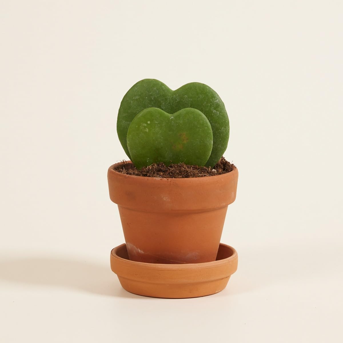 plnts-babyplnts-hoya-kerrii-zimmerpflanze-10cm image 5