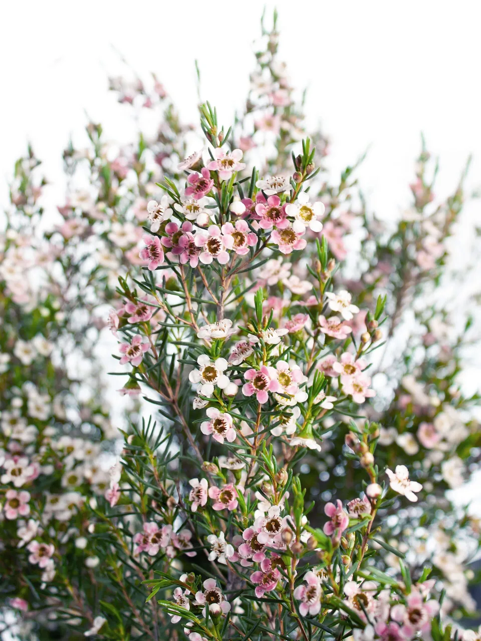 blumigo-blattwerk-und-bindegr-n-wachsblume-my-sweet-16-pink-wei-frisch image 1