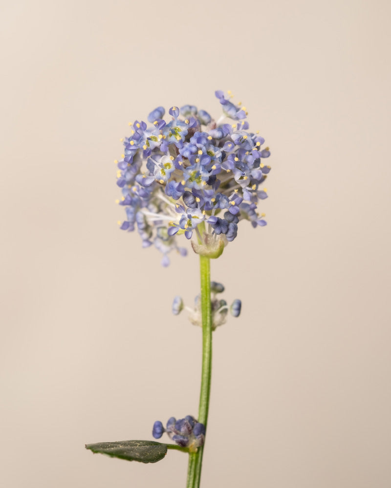 feey-amsterdam-blaue-s-ckelblume-strauch-ohne-topf image 8