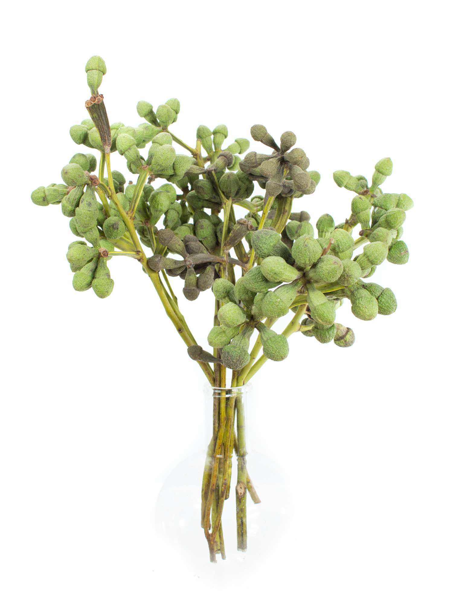 blumigo-eukalyptusbeeren-gr-n-schnittgr-n-bund image 2
