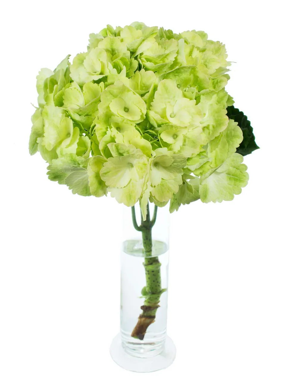 blumigo-hortensie-magical-blossom-gr-ne-schnittblume-stiel image 1