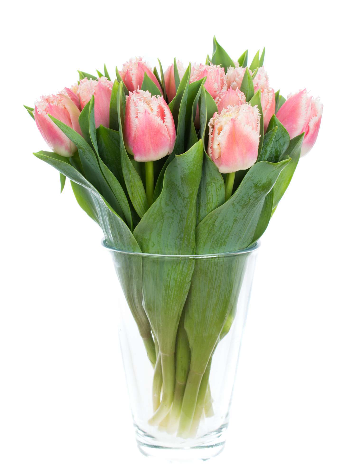 blumigo-tulpen-queensland-gefranste-schnittblumen-rosa-wei image 2