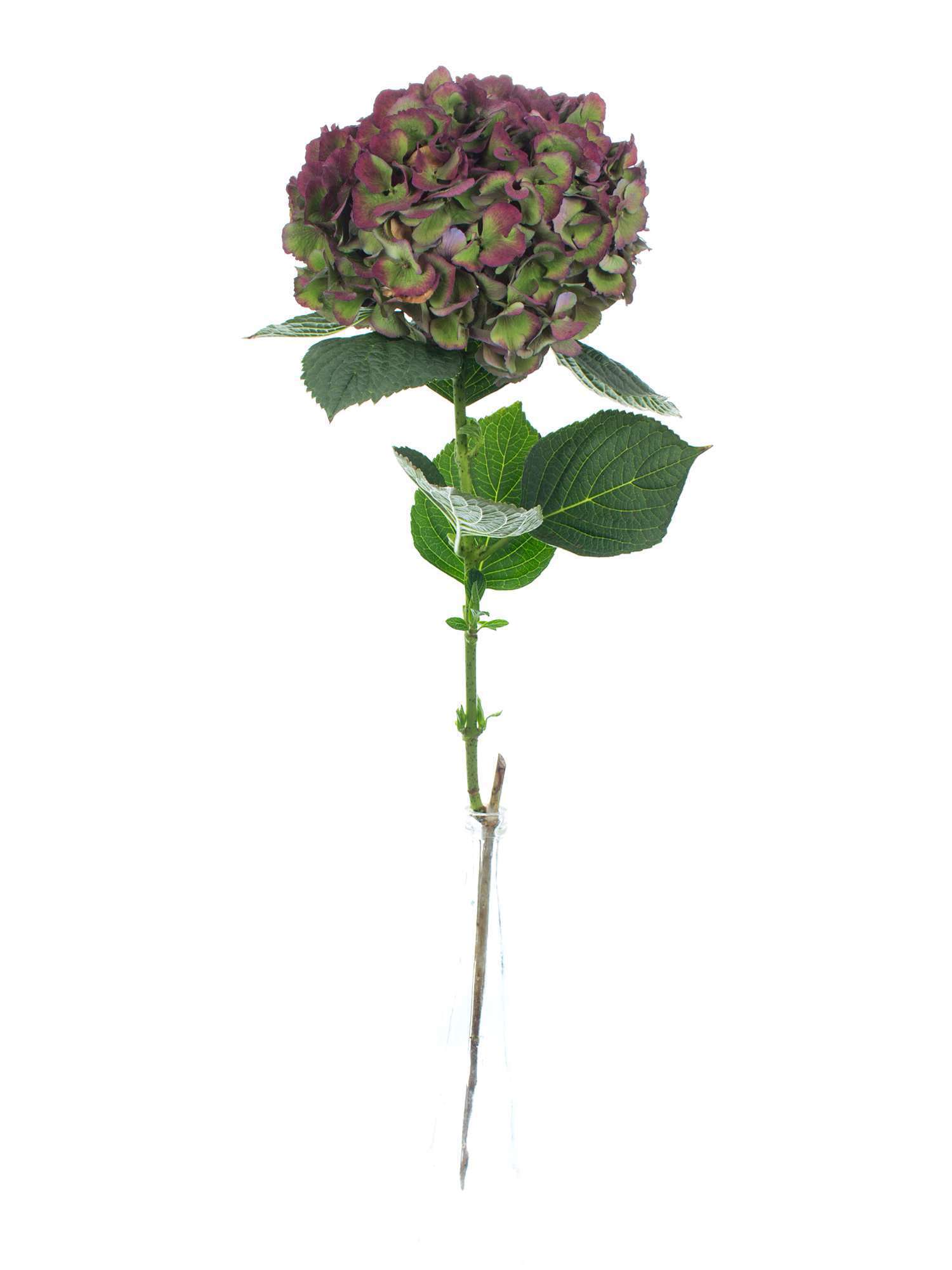 blumigo-saphir-classic-hortensie-gr-n-rot-einzelstiel image 2