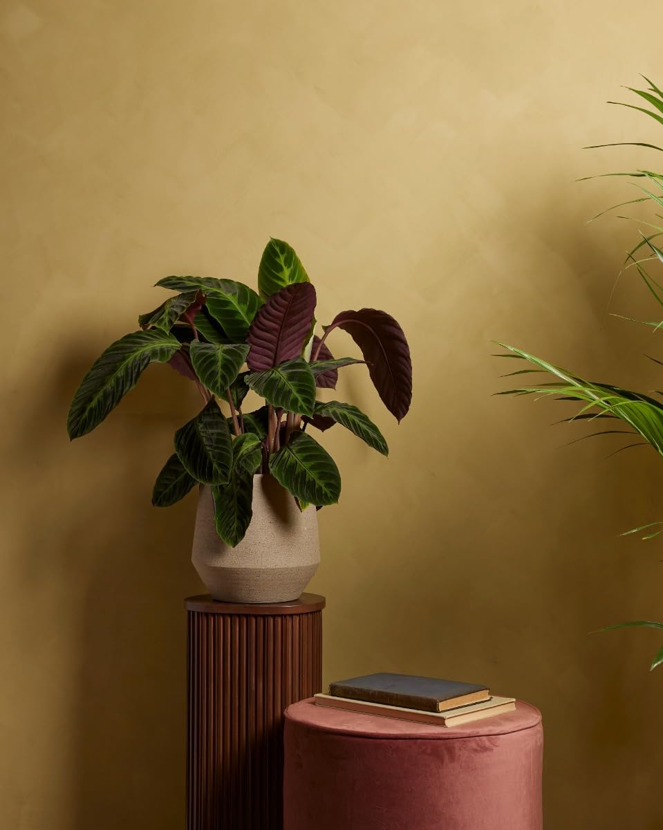 plnts-rareplnts-calathea-warscewiczii-gebetspflanze-60cm image 5