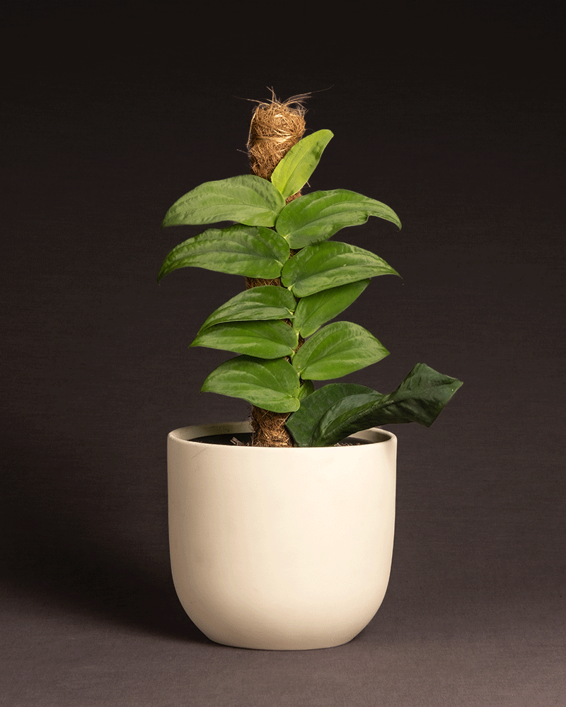 feey-variado-rhaphidophora-korthalsii-zimmerpflanze-ohne-bertopf-rarit-t image 6
