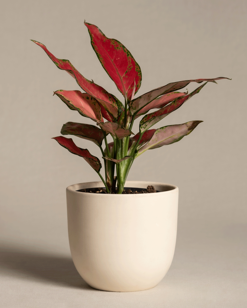 feey-aglaonema-cherry-baby-zimmerpflanze-klein-rot image 6