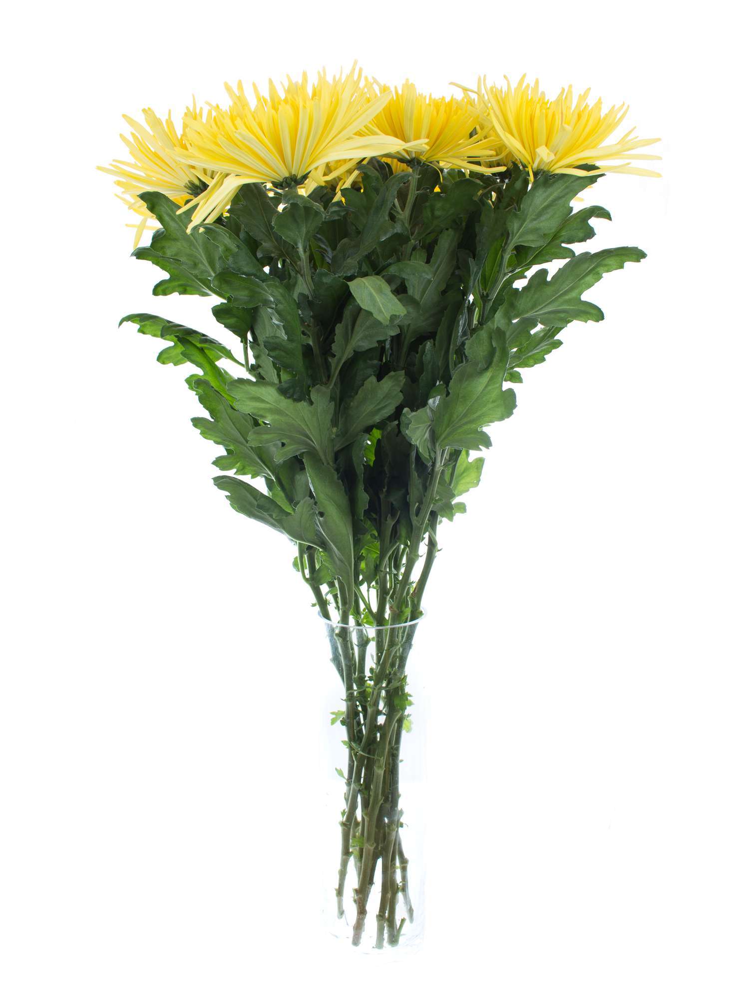 blumigo-chrysanthemen-anastasia-sunny-schnittblume-gelb image 2