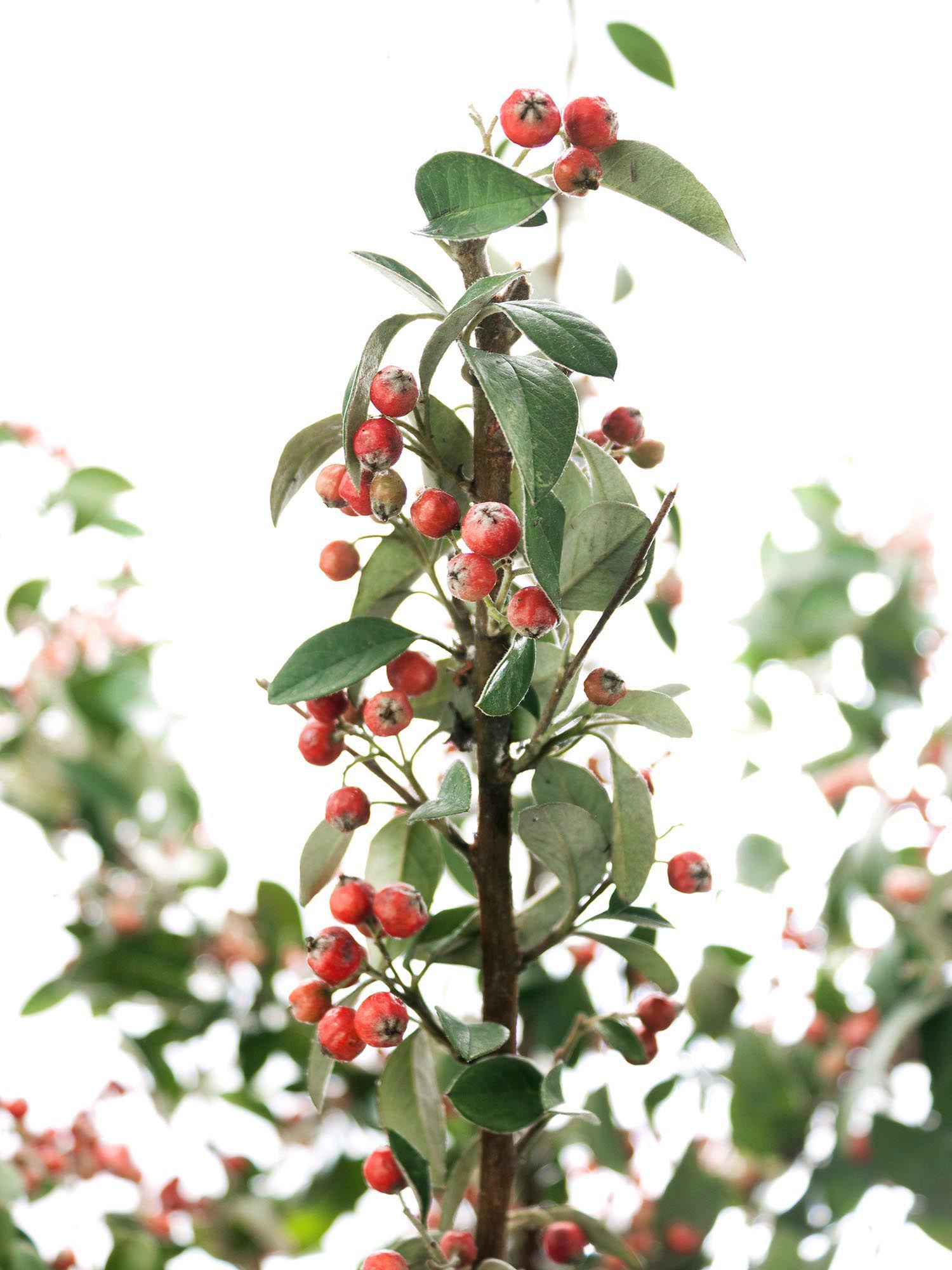 blumigo-blattwerk-cotoneaster-zwergmispel-bindegr-n-orange-mit-beeren image 1