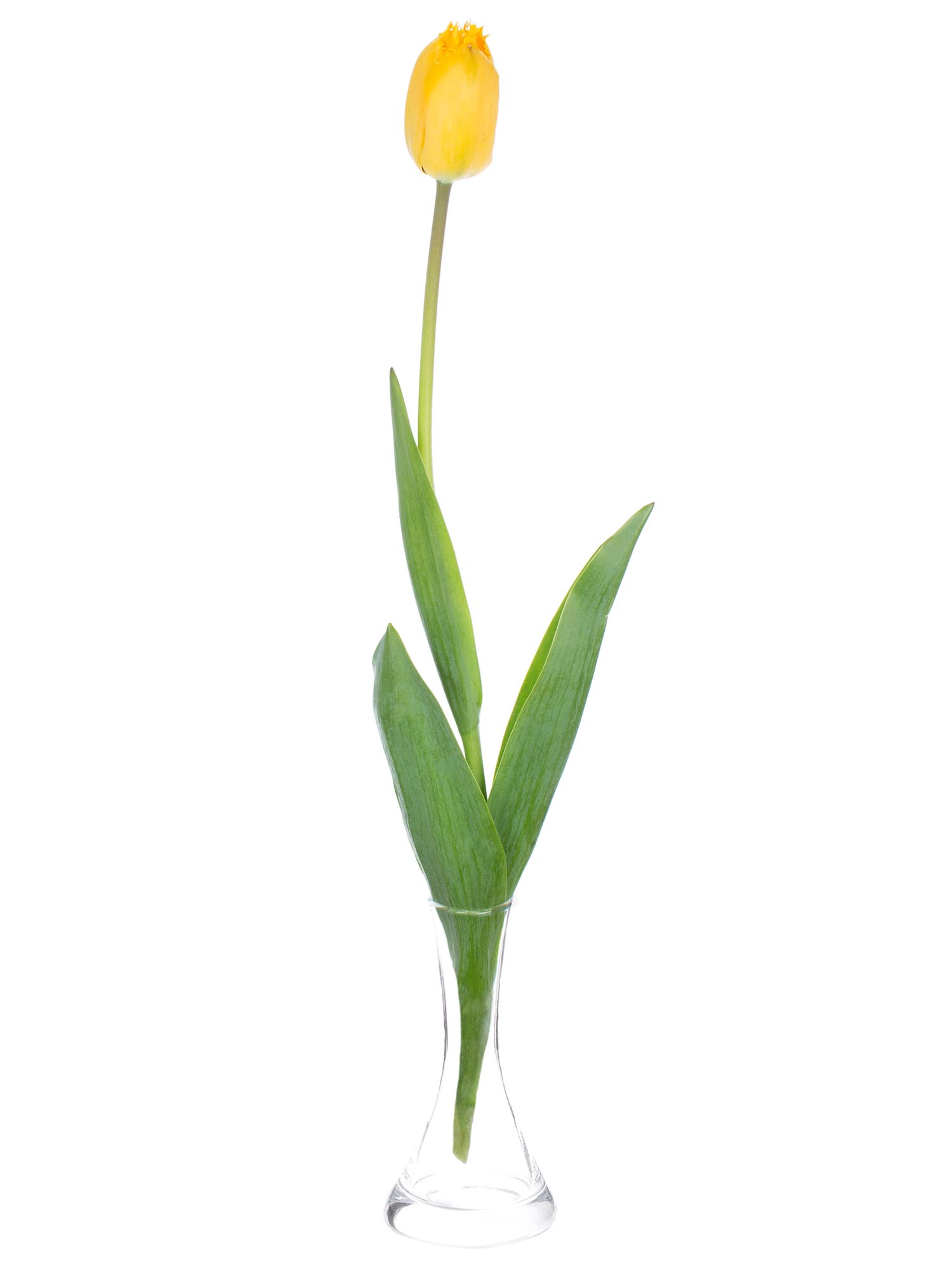blumigo-tulpen-crystal-star-schnittblumen-gelb-gefranst image 3