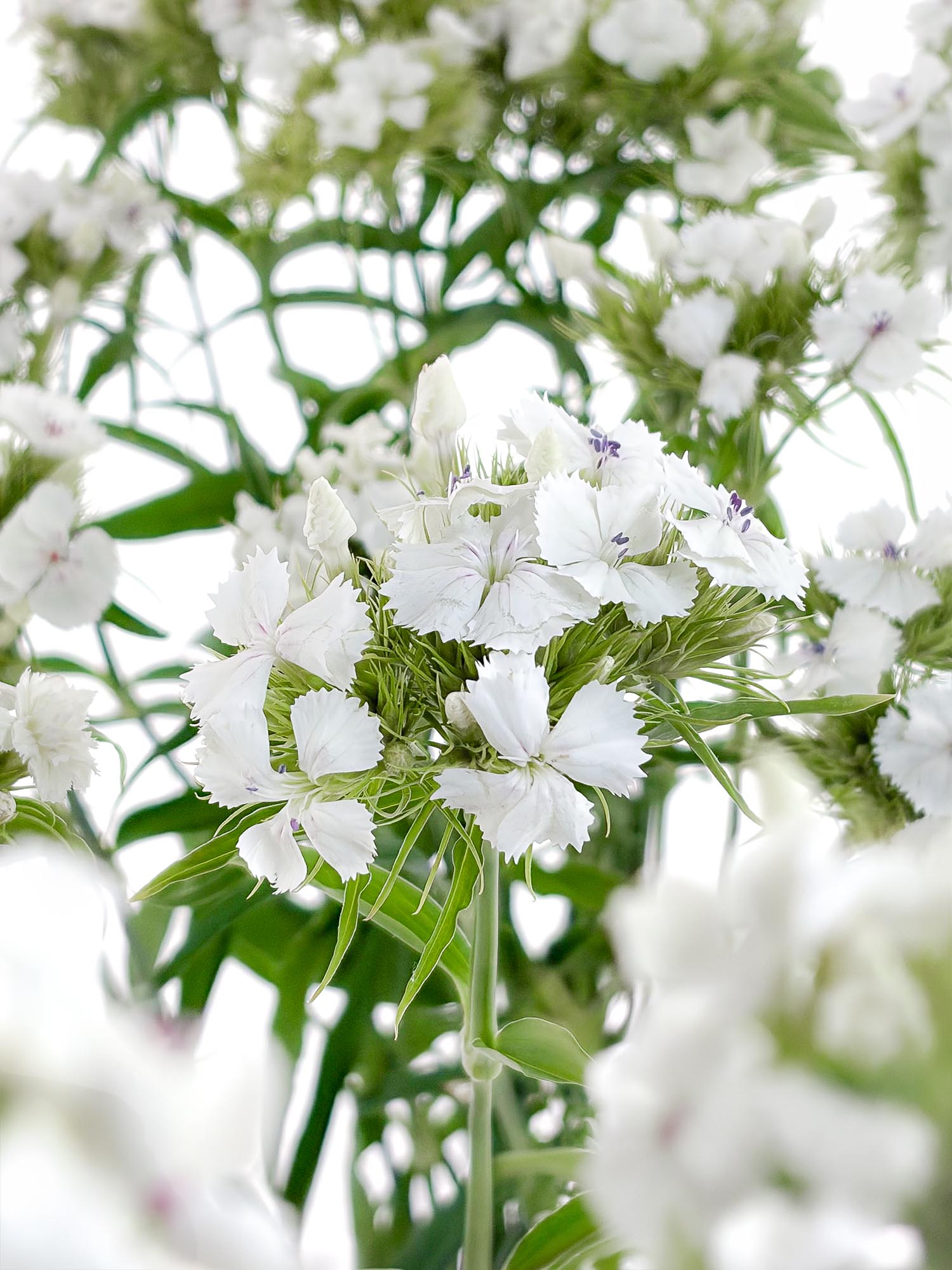 blumigo-nelken-bartnelken-schnittblume-wei image 1