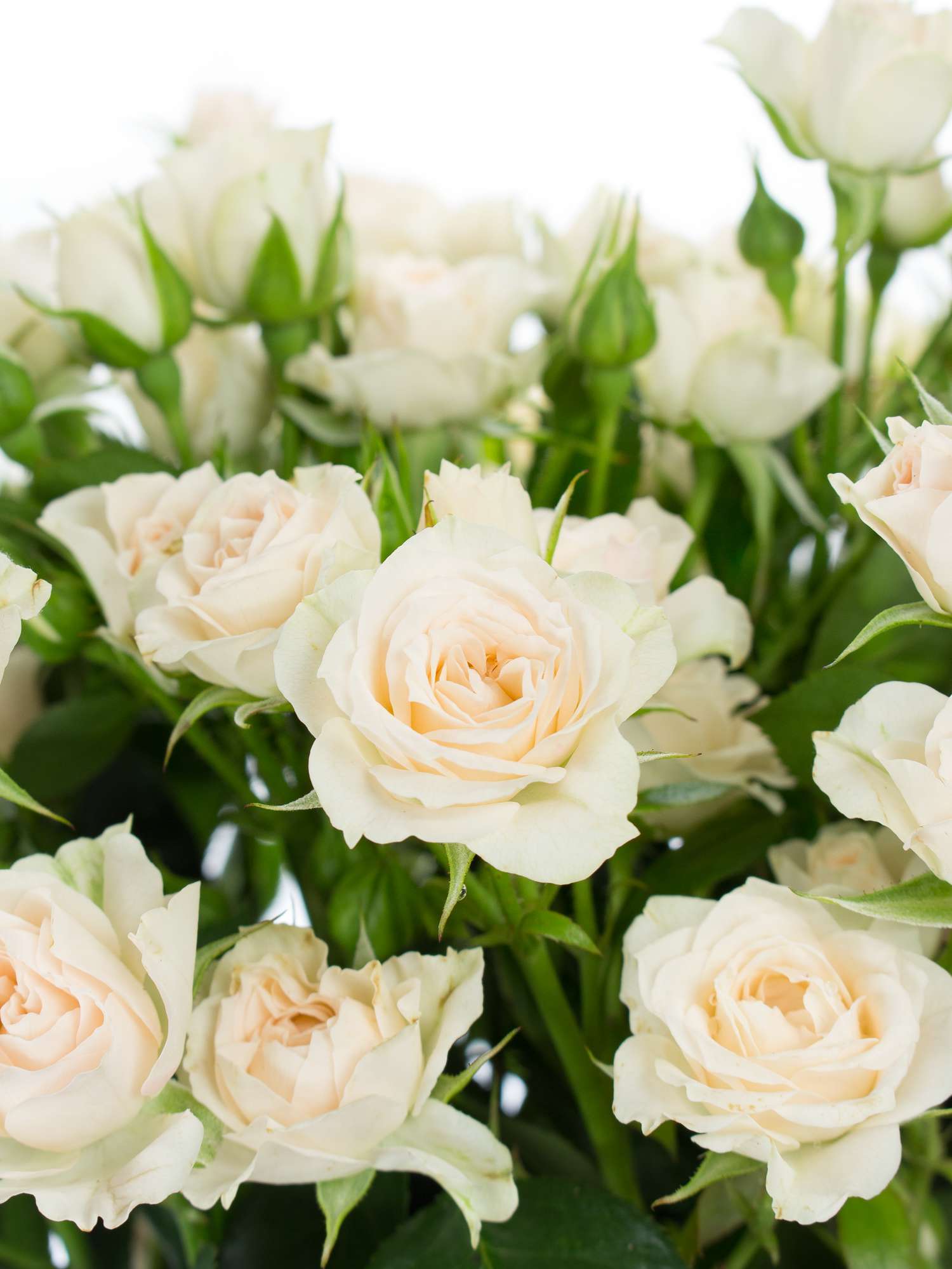blumigo-rosen-cream-gracia-rose-verzweigt-creme image 1