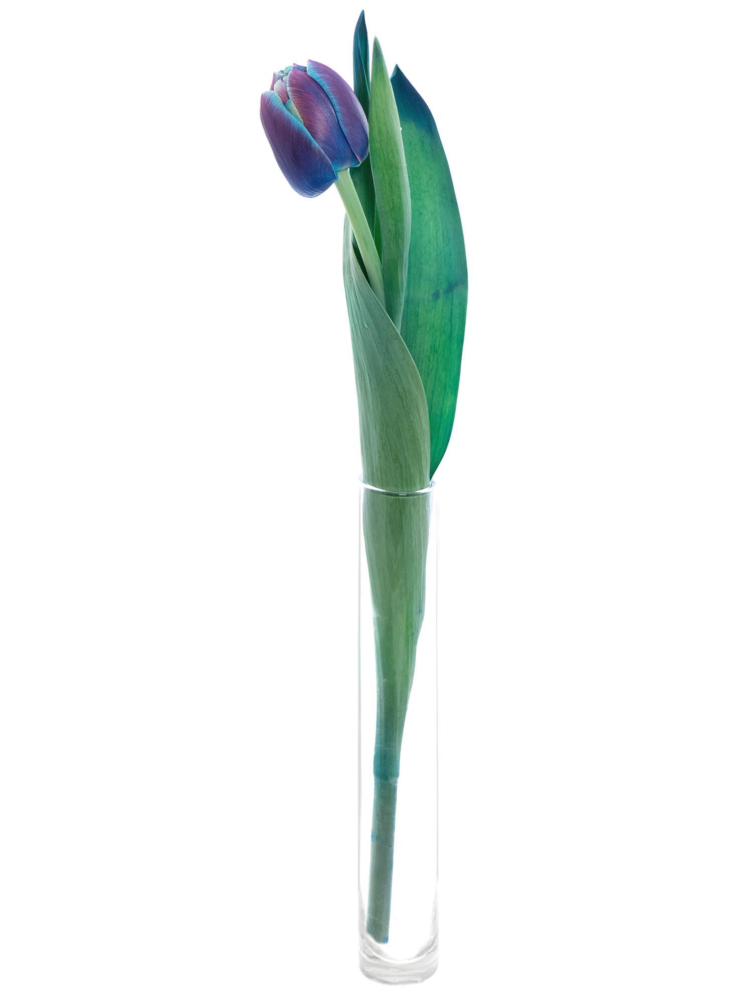blumigo-tulpen-double-bubble-gef-llte-tulpen-blau image 8