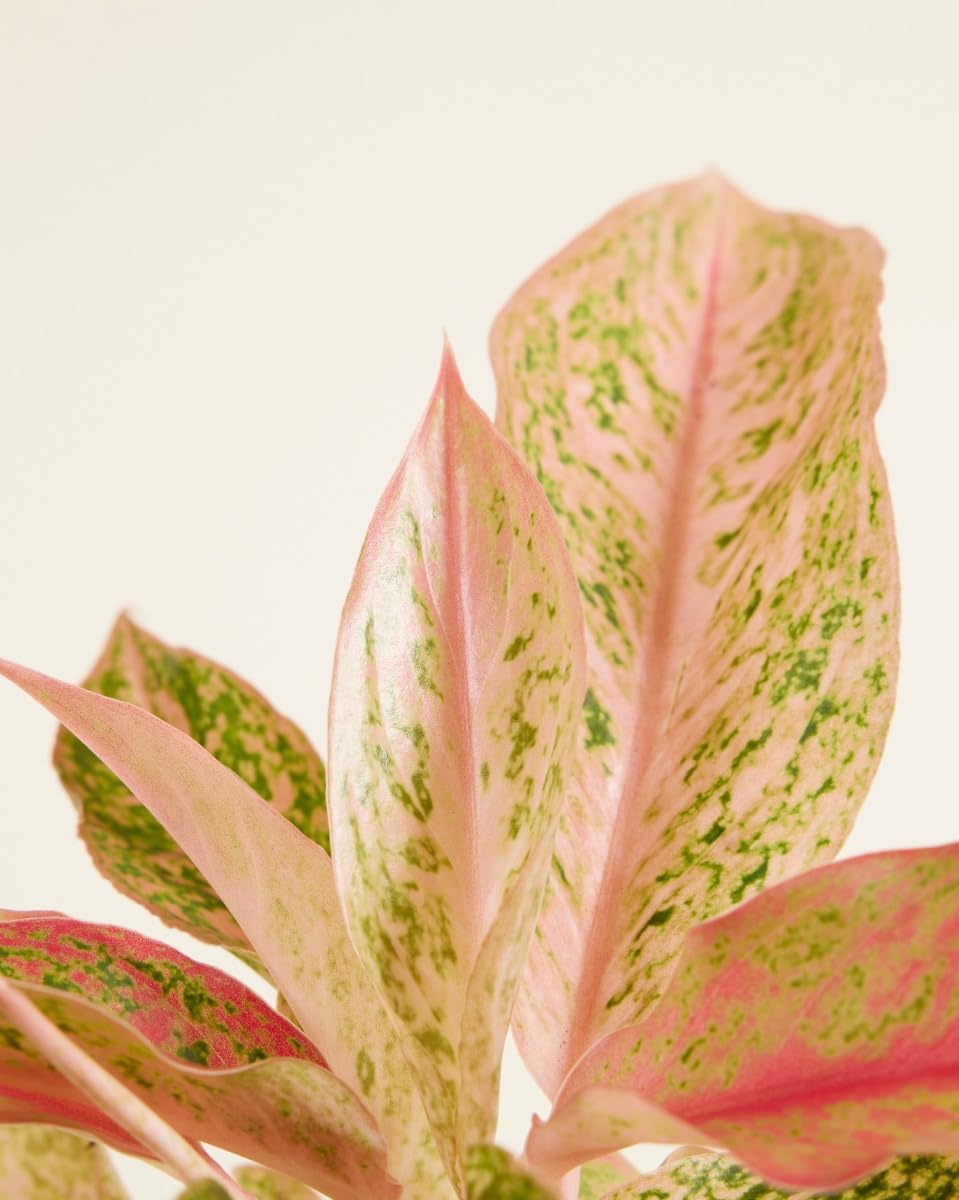 plnts-rareplnts-aglaonema-prosperity-zimmerpflanze-25-cm-rosa image 4