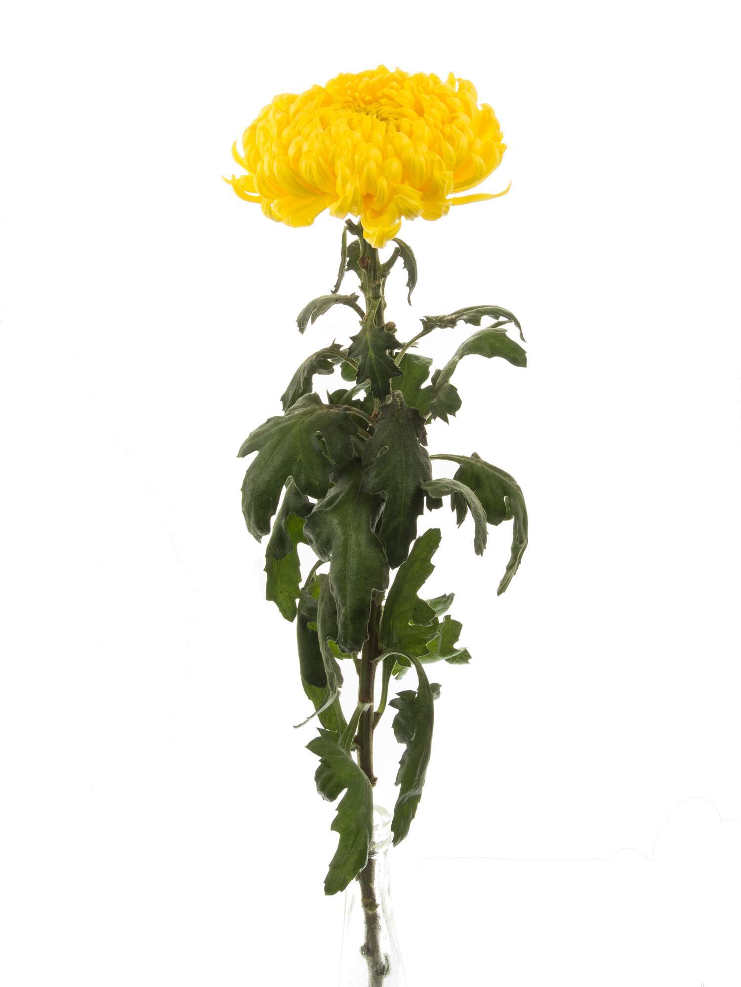 blumigo-chrysanthemen-rivalry-gelb-schnittblume image 2