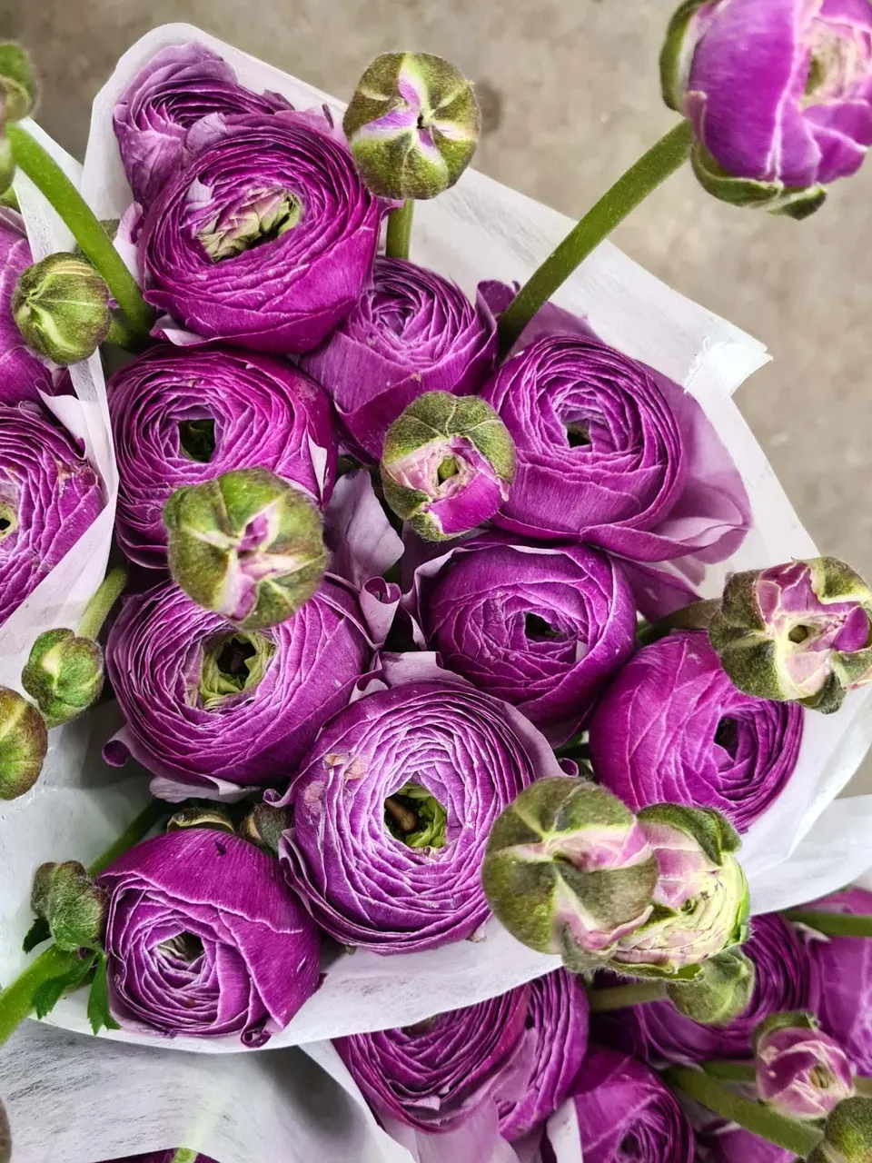 blumigo-ranunkeln-xl-cloni-antoine-violett image 1