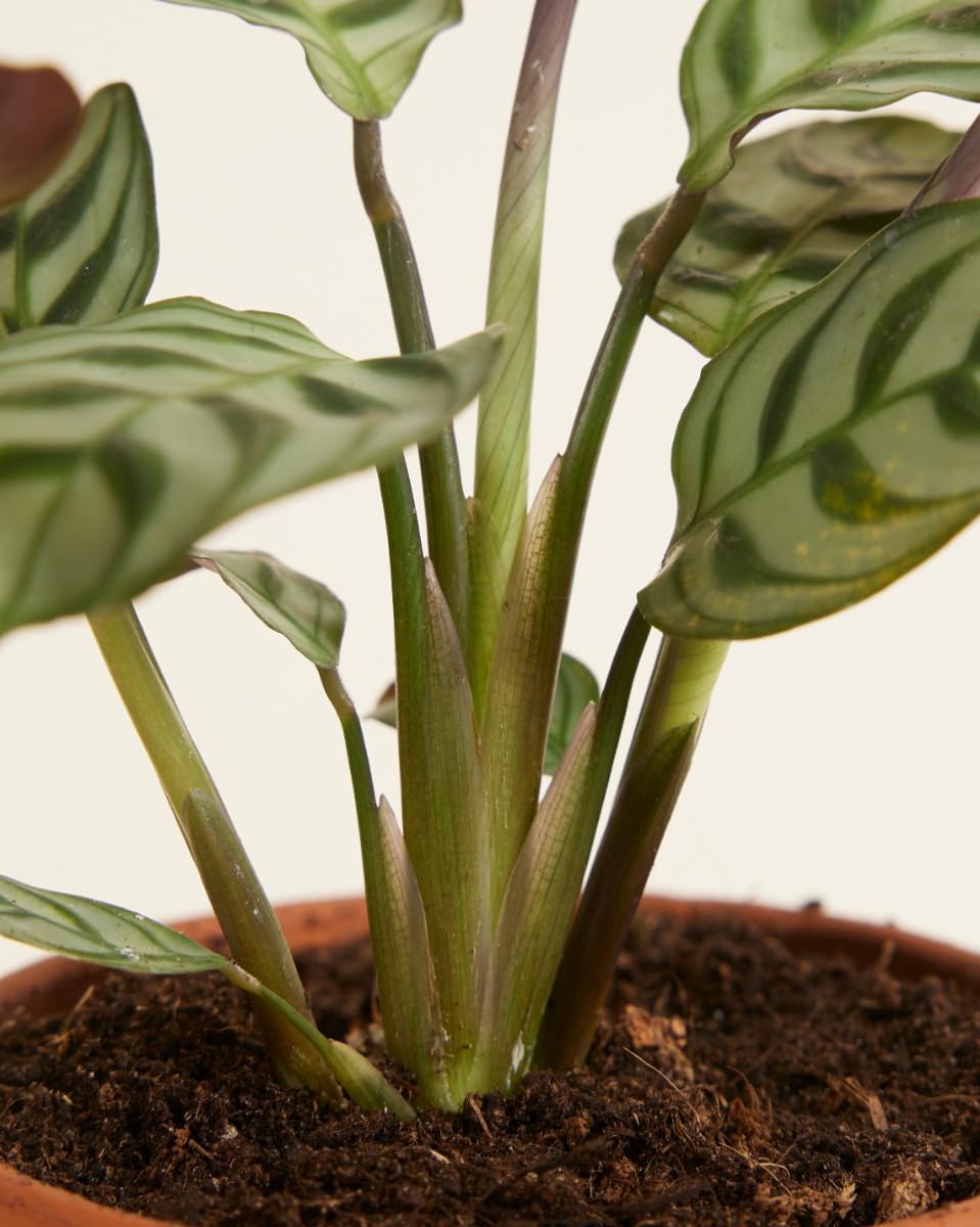 plnts-rareplnts-ctenanthe-burle-marxii-zimmerpflanze-30-cm-blattschmuck image 6