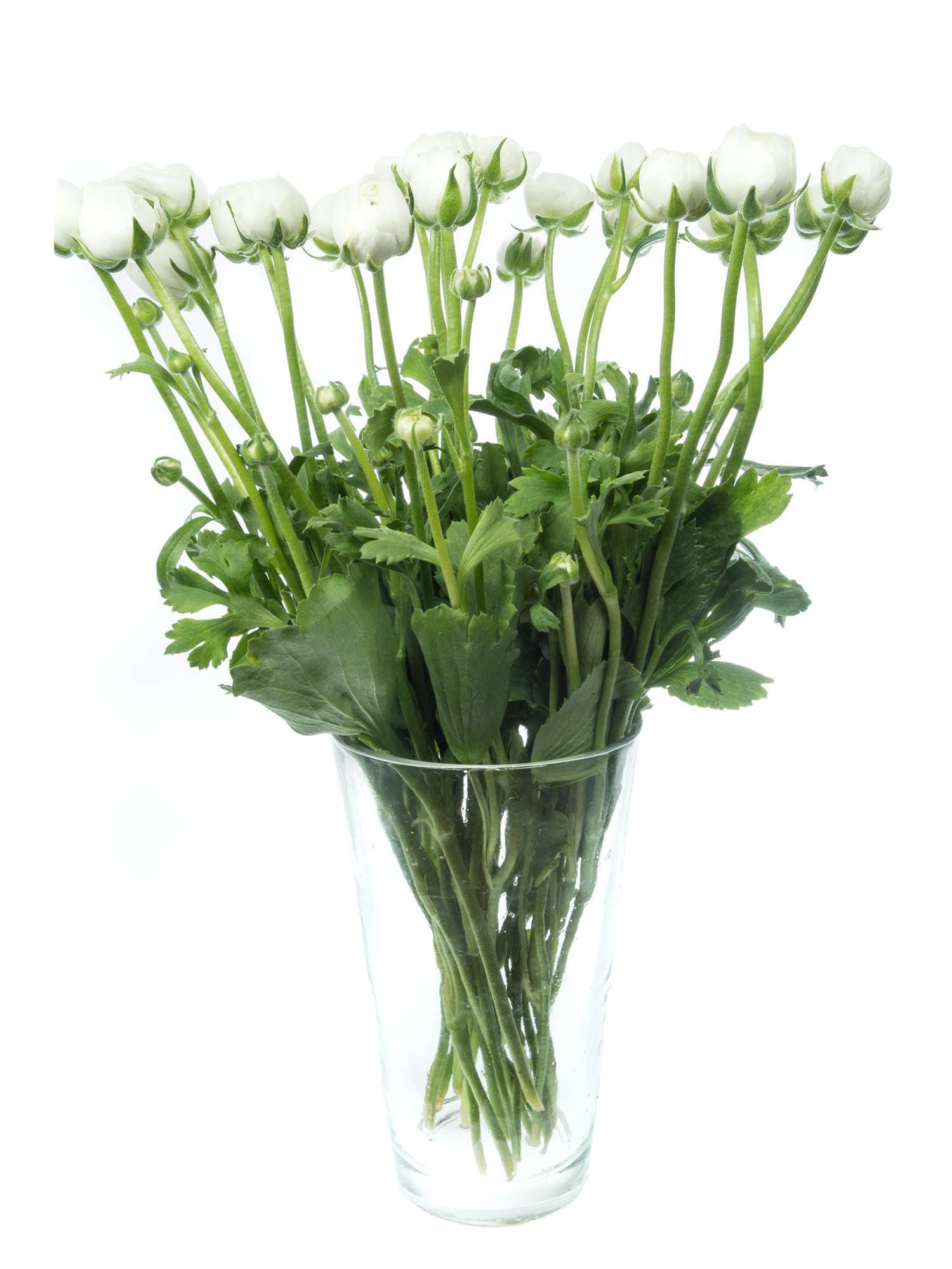 blumigo-ranunkeln-elegance-white-ranunkel-wei-einzelstiel image 3