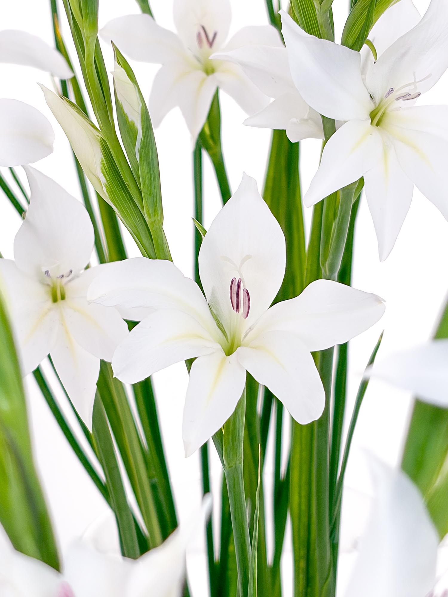 blumigo-zwerg-gladiolen-albus-schnittblumen-wei image 2