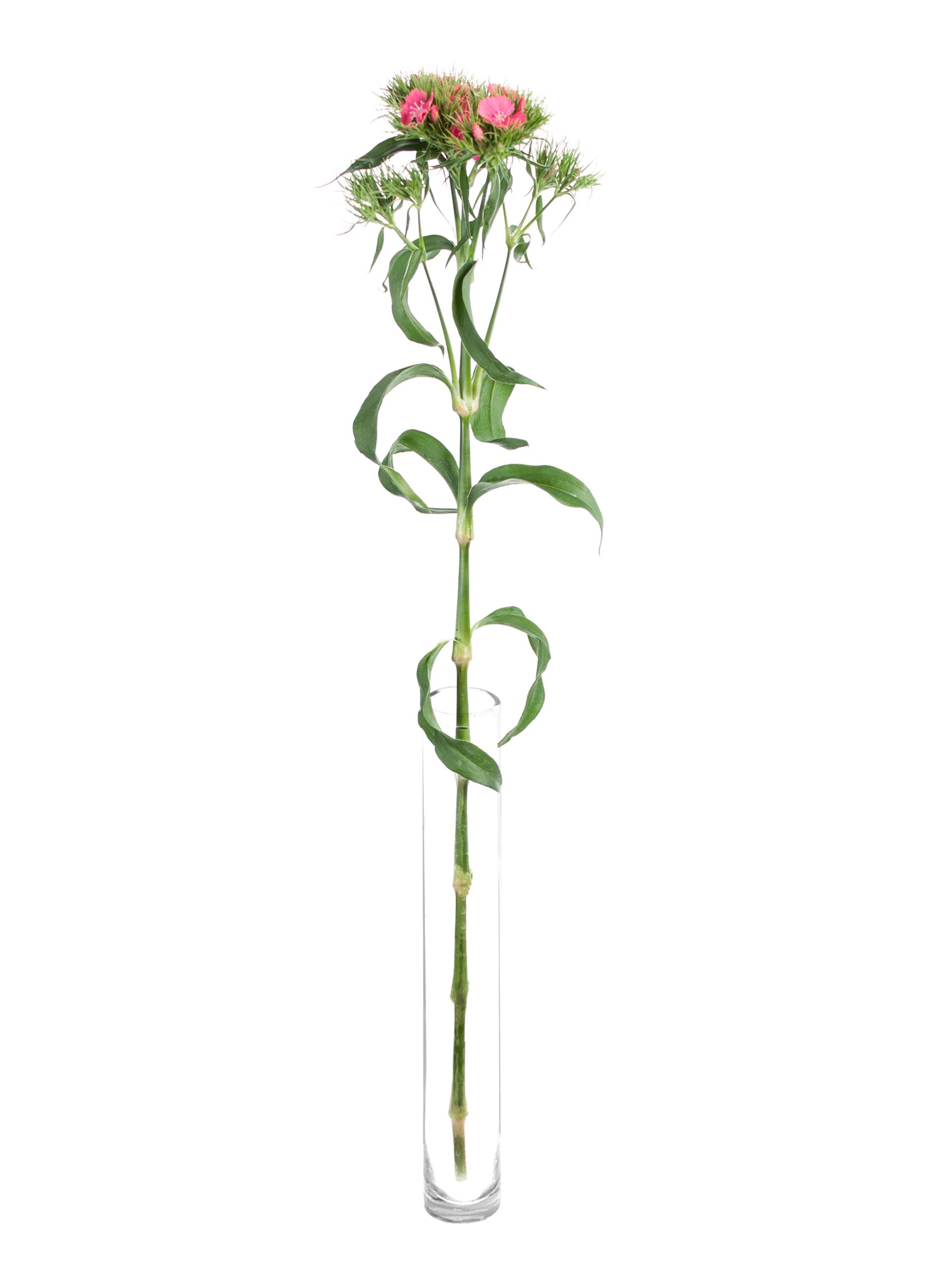 blumigo-nelken-bartnelken-pink-ros-schnittblumen image 3