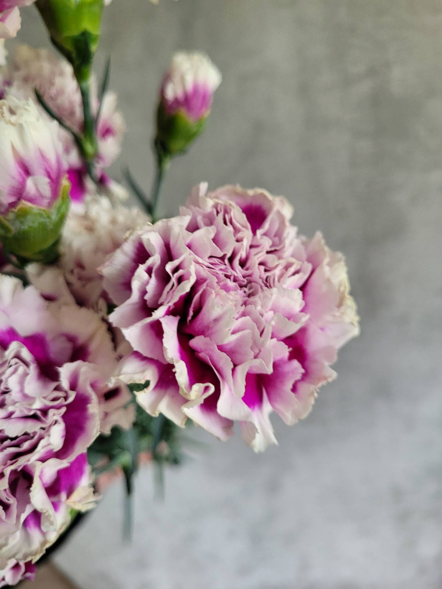 blumigo-hilton-cerise-white-edelnelke-wei-pink image 1
