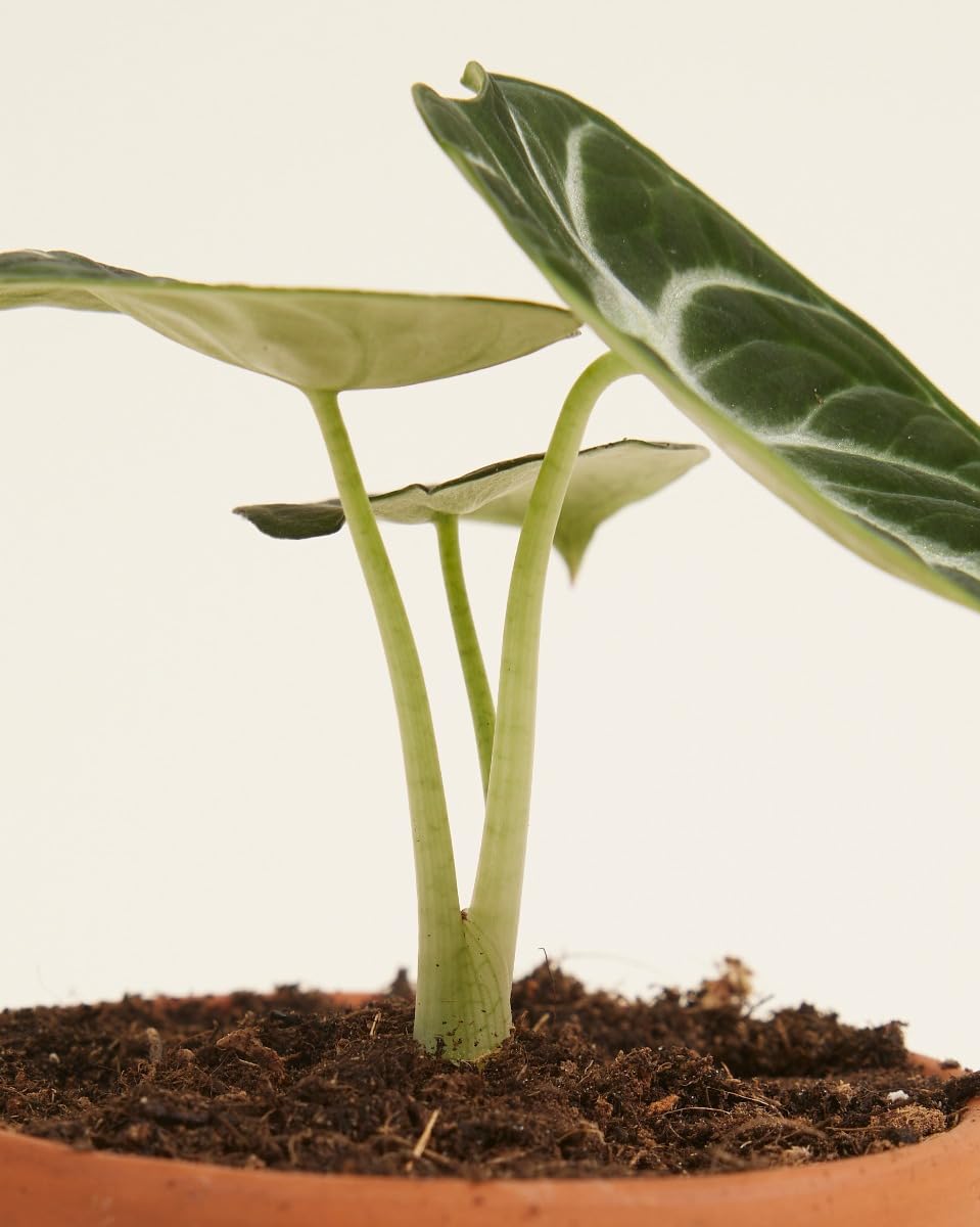 plnts-babyplnts-alocasia-ninja-zimmerpflanze-10cm-pfeilblatt image 4