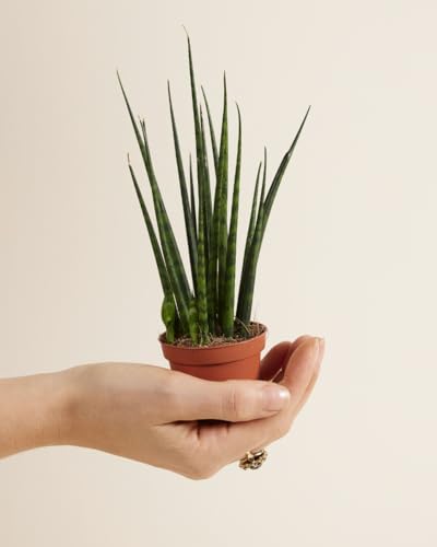 plnts-babyplnts-sansevieria-fernwood-mikado-babypflanze-15-cm image 8