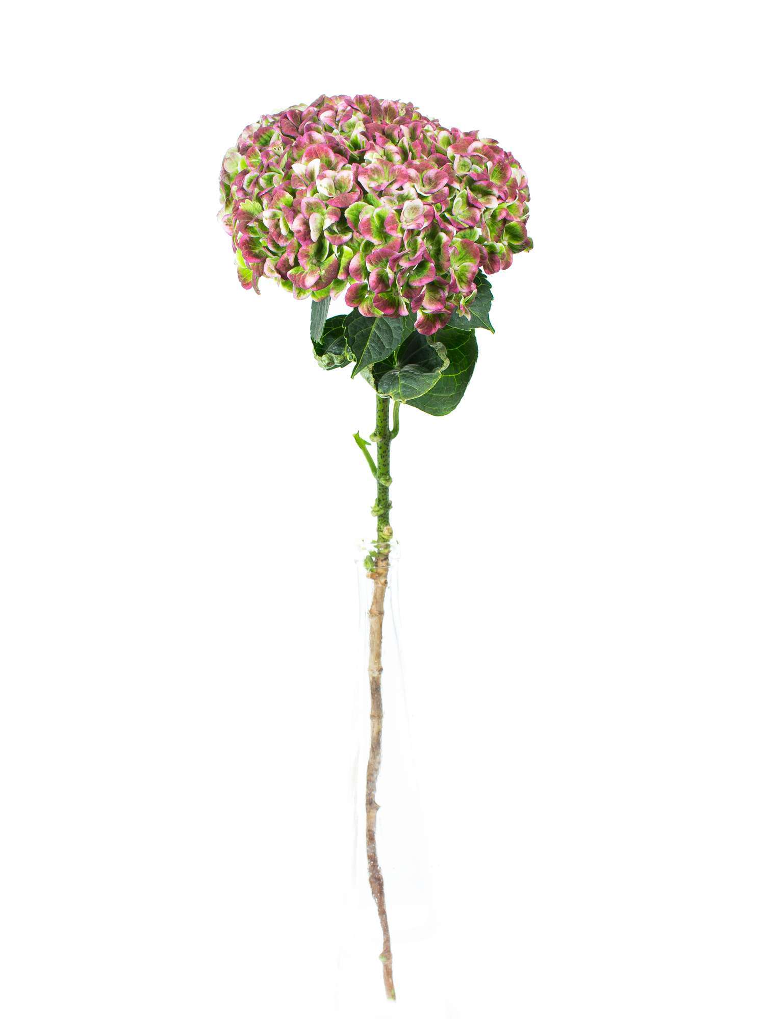 blumigo-hortensien-revolution-classic-schnittblume-rot-gr-n image 3