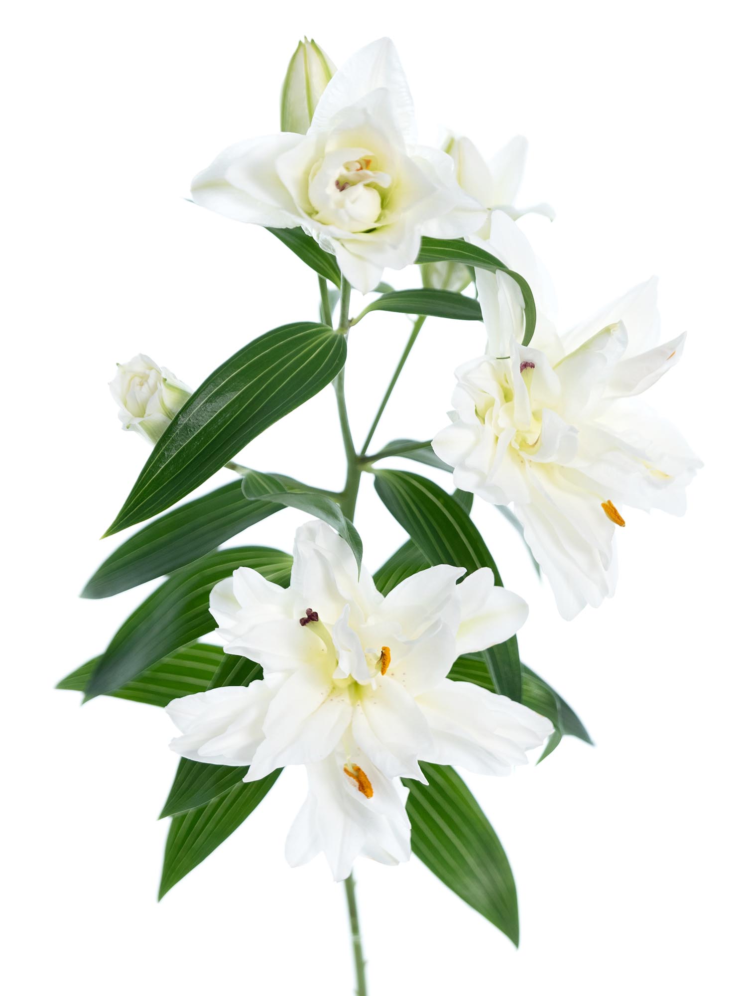 blumigo-snowboard-lilie-wei-gef-llt-frische-schnittblume image 2