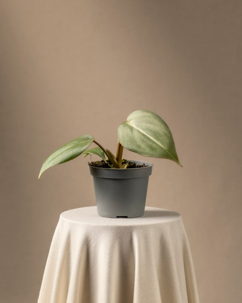 feey-variado-philodendron-gloriosum-babypflanze-ohne-bertopf image 3