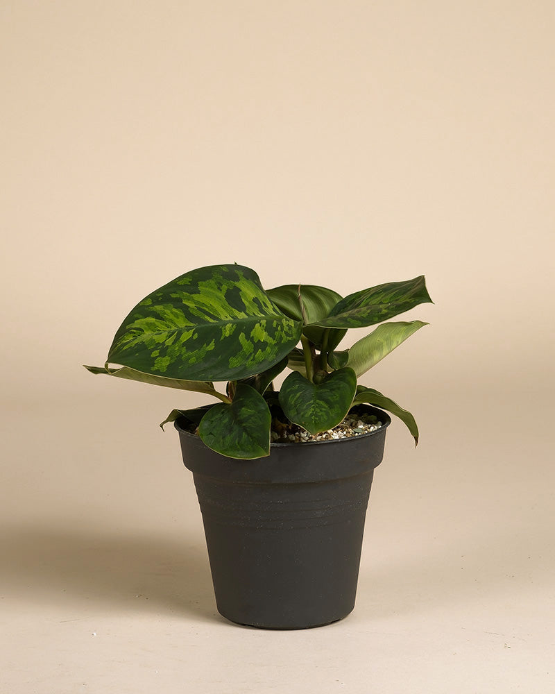 feey-variado-homalomena-camouflage-zimmerpflanze-14cm image 3